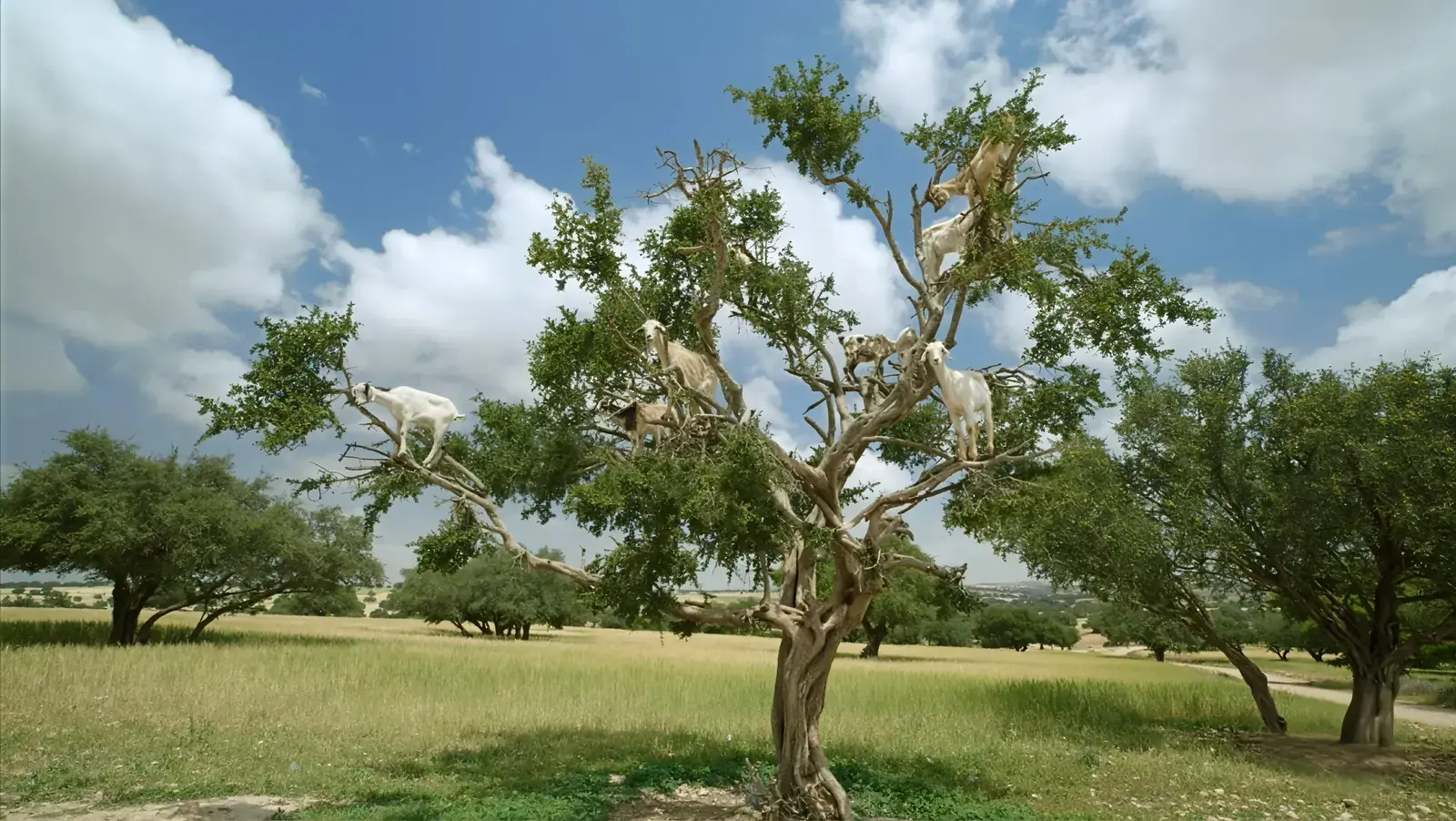Argan Goats Agadir