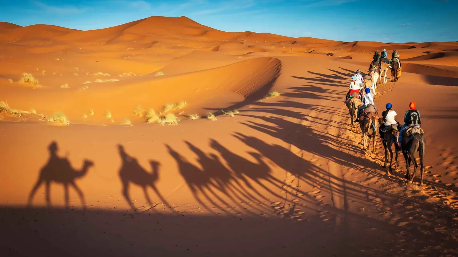 Camel Caravan Shadows in Merzouga
