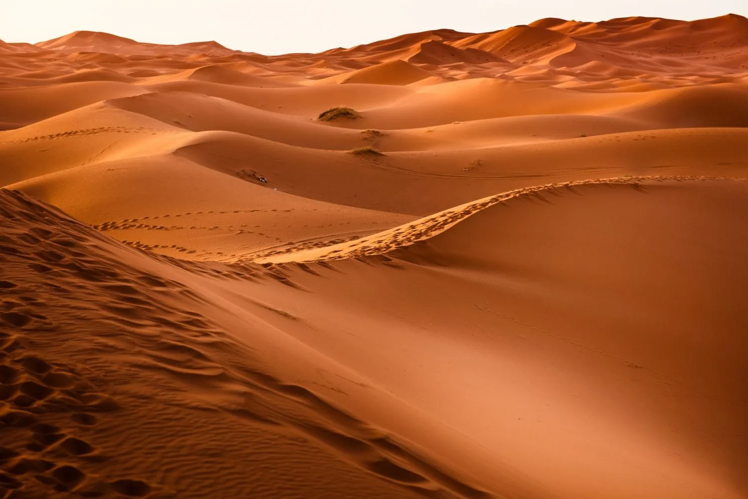Footprints Across the Sahara Dunes